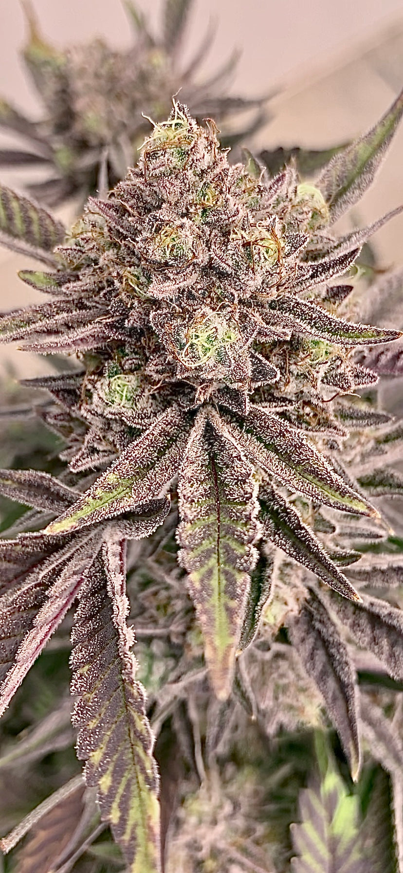 Rare Clones - GTR (Aficionado Seed Collection)