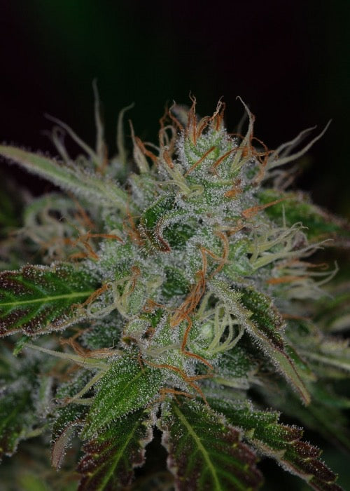 TGA Genetics The Joker 10 Pack Seeds (Regs)
