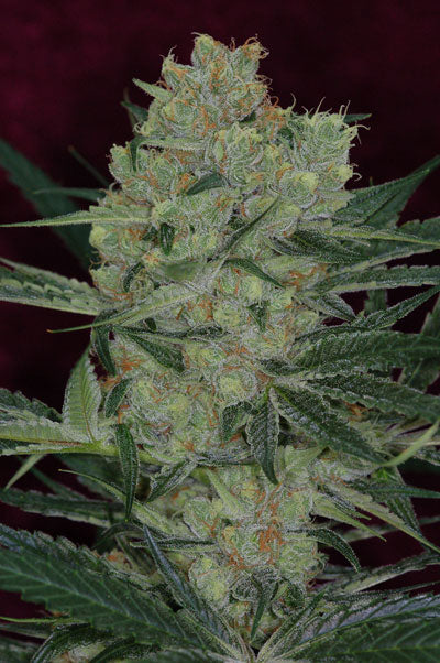 TGA Genetics Cheesequake 10 Pack Seeds (Regs)