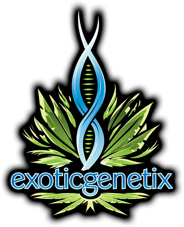 Rare Clones - Mike's Strawberry Lemonade (Exotic Genetix)