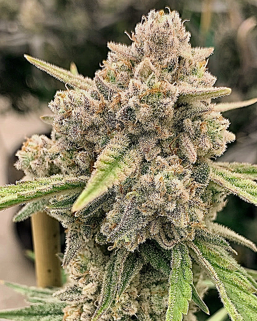 Rare Clones - Mike's Strawberry Lemonade (Exotic Genetix)